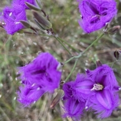 Thysanotus tuberosus (Common Fringe-lily) at Stromlo, ACT - 27 Nov 2021 by AJB