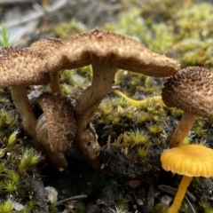 zz agaric (stem; gills not white/cream) at Stromlo, ACT - 28 Nov 2021 by AJB