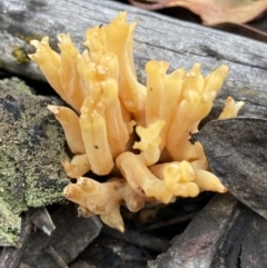 Ramaria capitata var. capitata (Pale cauliflower coral) at Piney Ridge - 28 Nov 2021 by AJB