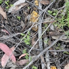 Ramaria capitata var. capitata at Stromlo, ACT - 28 Nov 2021