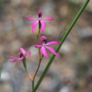 Caladenia congesta at Urila, NSW - suppressed