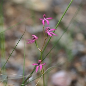 Caladenia congesta at Urila, NSW - suppressed