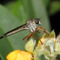 Cerdistus sp. (genus) (Yellow Slender Robber Fly) at Acton, ACT - 28 Nov 2021 by TimL