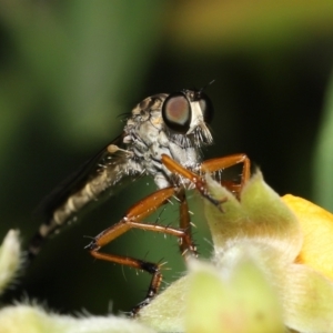 Cerdistus sp. (genus) at Acton, ACT - 28 Nov 2021