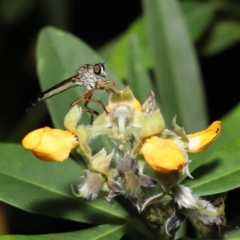 Cerdistus sp. (genus) at Acton, ACT - 28 Nov 2021