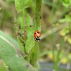 Hippodamia variegata (Spotted Amber Ladybird) at McKellar, ACT - 28 Nov 2021 by Amata