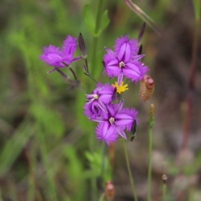 Thysanotus tuberosus (Common Fringe-lily) at Cook, ACT - 28 Nov 2021 by Tammy