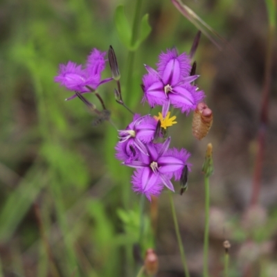 Thysanotus tuberosus (Common Fringe-lily) at Cook, ACT - 27 Nov 2021 by Tammy