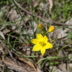 Bulbine bulbosa (Golden Lily) at Woomargama, NSW - 28 Nov 2021 by Darcy