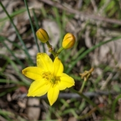 Bulbine bulbosa at Woomargama, NSW - suppressed