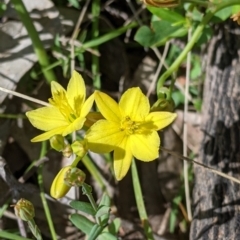 Bulbine bulbosa at Woomargama, NSW - suppressed