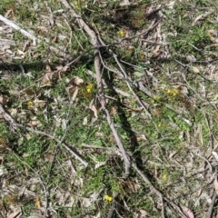 Bulbine bulbosa at Woomargama, NSW - suppressed