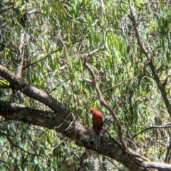 Platycercus elegans (Crimson Rosella) at Woomargama, NSW - 29 Nov 2021 by Darcy