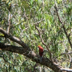 Platycercus elegans (Crimson Rosella) at Woomargama, NSW - 28 Nov 2021 by Darcy