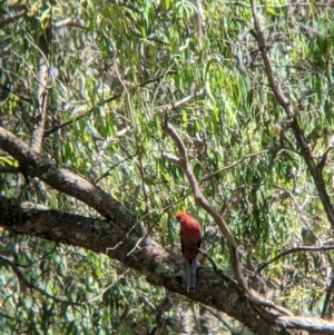 Platycercus elegans at Woomargama, NSW - suppressed