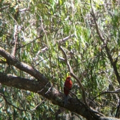 Platycercus elegans at Woomargama, NSW - suppressed