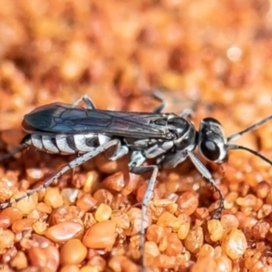 Tachysphex sp. (genus) at Acton, ACT - 29 Nov 2021