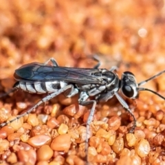 Tachysphex sp. (genus) (Unidentified Tachysphex sand wasp) at Acton, ACT - 28 Nov 2021 by Roger