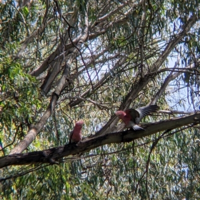 Eolophus roseicapilla (Galah) at Woomargama, NSW - 29 Nov 2021 by Darcy