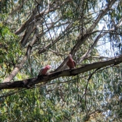 Eolophus roseicapilla at Woomargama, NSW - 29 Nov 2021