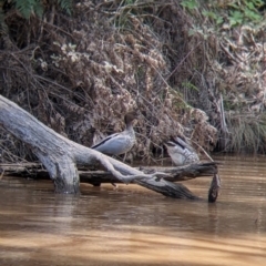 Chenonetta jubata (Australian Wood Duck) at Woomargama, NSW - 29 Nov 2021 by Darcy
