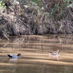 Chenonetta jubata at Woomargama, NSW - 29 Nov 2021