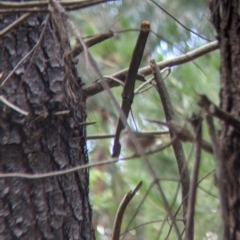 Zosterops lateralis at Woomargama, NSW - suppressed