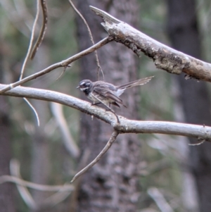 Rhipidura albiscapa at Woomargama, NSW - suppressed