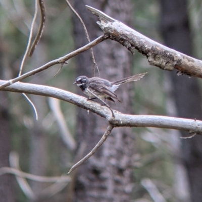 Rhipidura albiscapa (Grey Fantail) at Woomargama, NSW - 29 Nov 2021 by Darcy