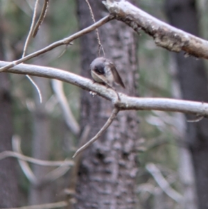 Rhipidura albiscapa at Woomargama, NSW - suppressed