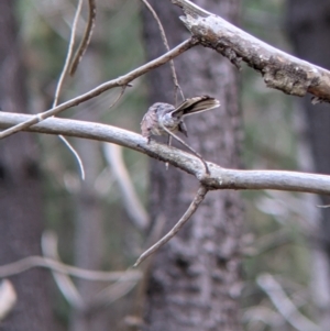 Rhipidura albiscapa at Woomargama, NSW - suppressed