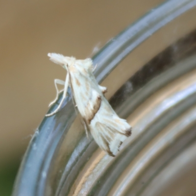 Heliocosma argyroleuca (A tortrix or leafroller moth) at Red Hill to Yarralumla Creek - 29 Nov 2021 by LisaH