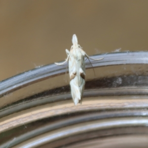 Heliocosma argyroleuca at Hughes, ACT - 29 Nov 2021