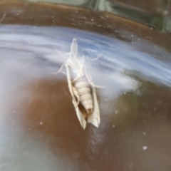 Heliocosma argyroleuca at Hughes, ACT - 29 Nov 2021