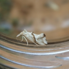 Heliocosma argyroleuca at Hughes, ACT - 29 Nov 2021