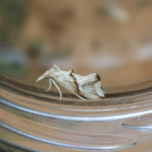 Heliocosma argyroleuca at Hughes, ACT - 29 Nov 2021