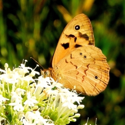 Heteronympha merope (Common Brown Butterfly) at Crooked Corner, NSW - 29 Nov 2021 by Milly