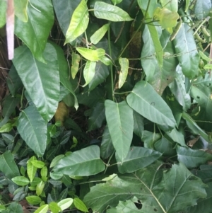 Araujia sericifera at Acton, ACT - 29 Nov 2021