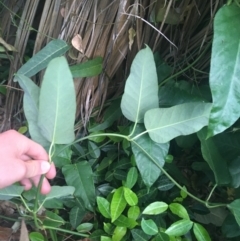 Araujia sericifera at Acton, ACT - 29 Nov 2021