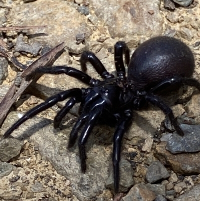 Hadronyche sp. (genus) (A funnel web) at Namadgi National Park - 29 Nov 2021 by RAllen