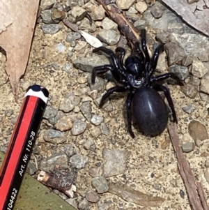 Hadronyche sp. (genus) at Cotter River, ACT - 29 Nov 2021