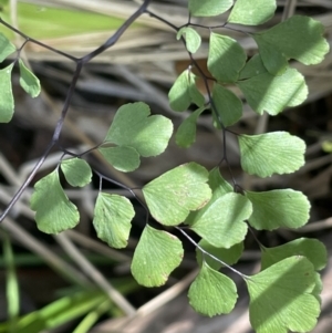 Adiantum aethiopicum at Cotter River, ACT - 29 Nov 2021