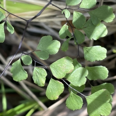 Adiantum aethiopicum (Common Maidenhair Fern) at Cotter River, ACT - 29 Nov 2021 by JaneR