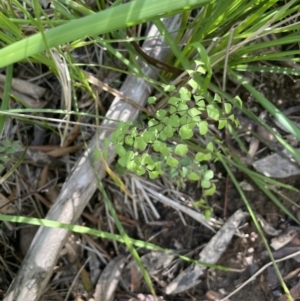 Adiantum aethiopicum at Cotter River, ACT - 29 Nov 2021