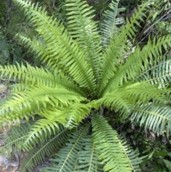 Blechnum nudum (Fishbone Water Fern) at Cotter River, ACT - 29 Nov 2021 by JaneR