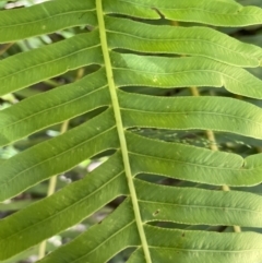 Blechnum nudum at Cotter River, ACT - 29 Nov 2021 01:30 PM