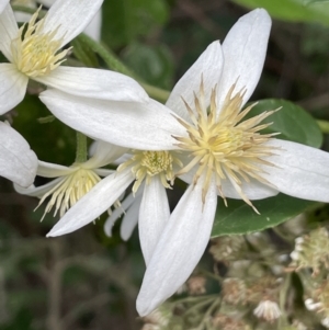 Clematis aristata at Cotter River, ACT - 29 Nov 2021