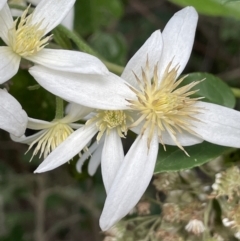 Clematis aristata (Mountain Clematis) at Cotter River, ACT - 29 Nov 2021 by JaneR