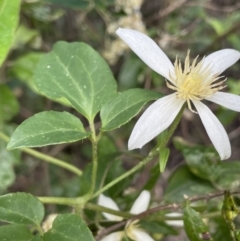 Clematis aristata at Cotter River, ACT - 29 Nov 2021