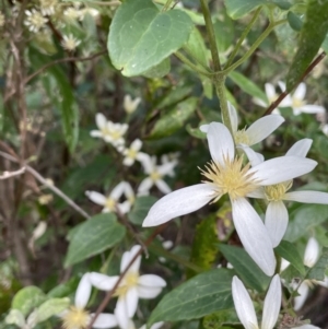 Clematis aristata at Cotter River, ACT - 29 Nov 2021